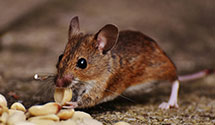 24 Hour & Emergency Exterminators in Locke, TN